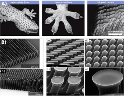 Biomimetics for innovative and future-oriented space applications - A review